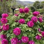 Apartment An Der Mosel 2