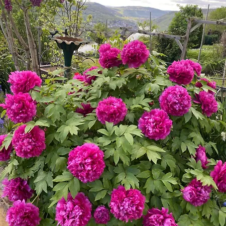 Apartment An Der Mosel 2
