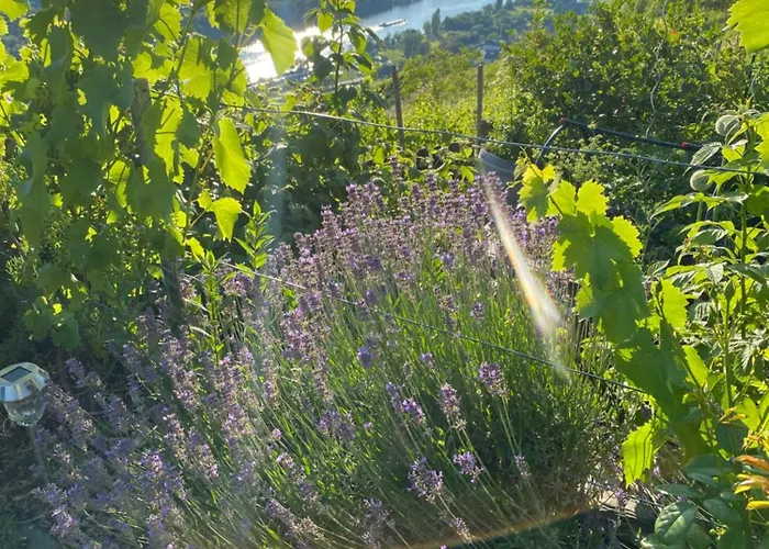 An Der Mosel 2 Graach